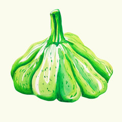 Patison  - ilustracja ręcznie malowana © Edwardkarczmarski