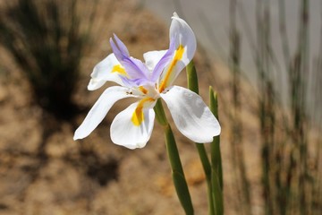 Flower blooming