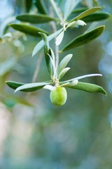 green olives on a tree with green leaves
