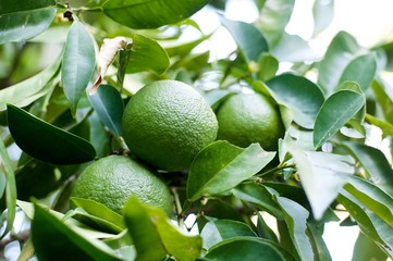 green tangerines on the tree