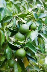 green tangerines on the tree