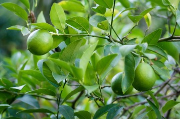 green lemons on the tree