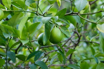 green lemons on the tree