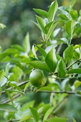 green lemons on the tree