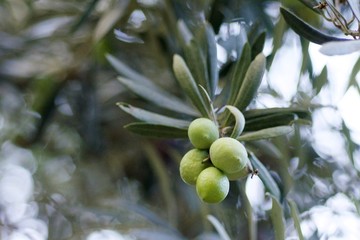 green olives on a tree with green leaves
