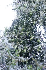 green olives on a tree with green leaves