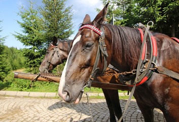 Caballos en Morskie Oko, Zakopane, Polonia