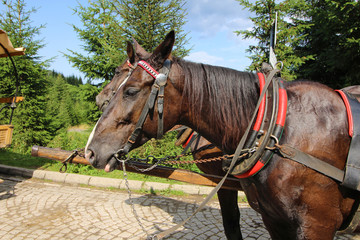 Caballos en Morskie Oko, Zakopane, Polonia © Bentor