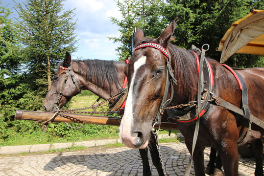 Caballos en Morskie Oko, Zakopane, Polonia