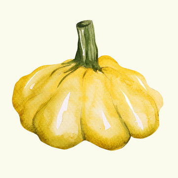 Patison  - ilustracja ręcznie malowana