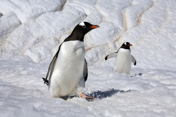 Fototapeta na wymiar Gentoo Penguins on Danko Island in Antarctica