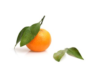Mandarins with fresh green sprig isolated on white background