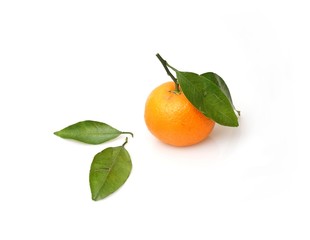 Mandarins with fresh green sprig isolated on white background
