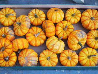 Pumpkin