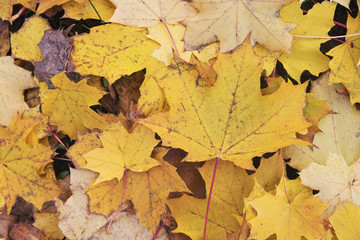 dry yellow leaves in Autumn texture background