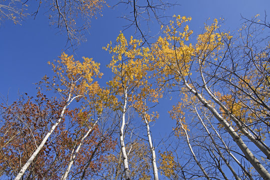 Birch Trees in Fall Colors