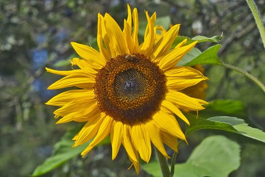 Blüte der Sonnenblume in Blumenfeld