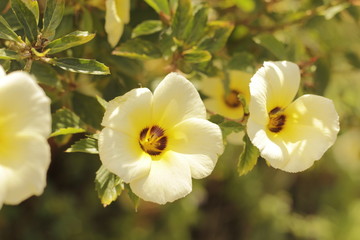 simples flor