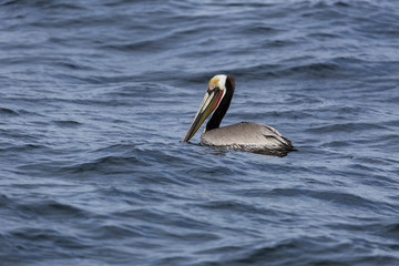 Brown Pelican off the coast of San Diego California