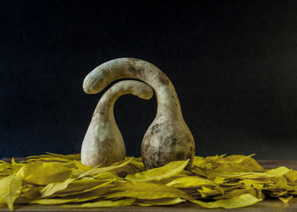Still life showing two old, bird shaped gourds with long necks and beaks, facing each other, in affectionate dispay, on yellow leaves, against black background
