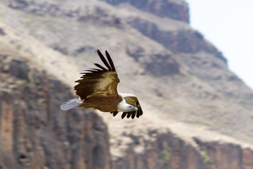 Griffon Vulture Profile In Flight View