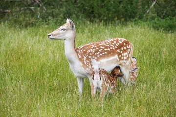 Female fallow deer feeding 2 small in the nature