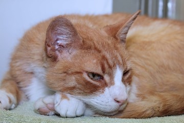 ORANGE AND WHITE TABBY KITTEN