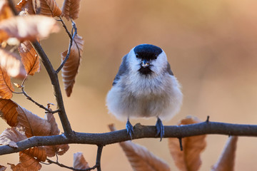 Marsh Tit resting on a branch