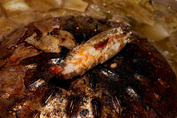 closeup river prawn and cut back with orange egg grilled on a pan
