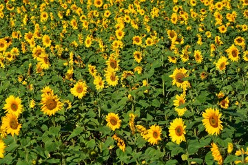 Obraz premium Bright colorful yellow sunflower. Shallow depth of field.