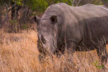 White Rhino forward facing
