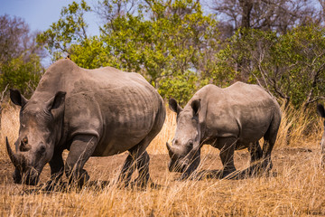 Fototapeta premium Pair of white rhino walking through bush