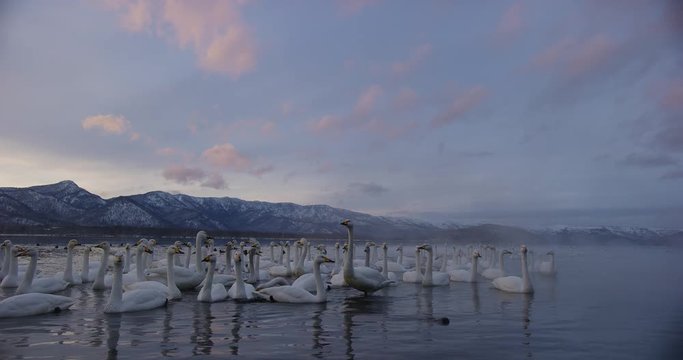 夕景 屈斜路湖の白鳥