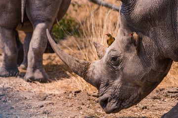 White Rhino with ox peckers