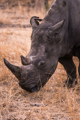 White rhino close up head shot
