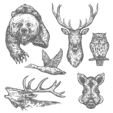 Wild hunting animals and birds sketches