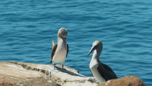 a blue-footed booby lifts its feet while dancing on isla nth seymour in the galalagos islands, ecuador