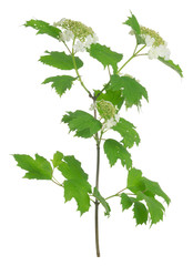 Blooming guelder-rose, Viburnum opulus isolated on white background