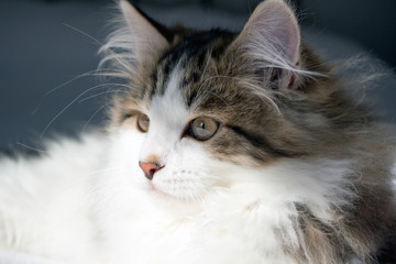 Adorable purebred Siberian white & brown tabby kitten. Siberian cats are thought to cause fewer allergies. Concepts of family pet, allergy, and hypoallergenic