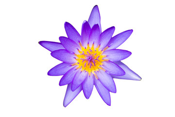 Beautiful big blue lotus isolated on the white background.