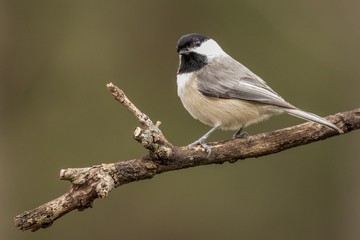 bird on a branch