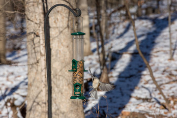 Titmouse approaching feeder