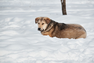 Dog sits./The dog sits in the snowy snow. Winter.