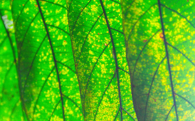 green leaves with yellow dots of pest