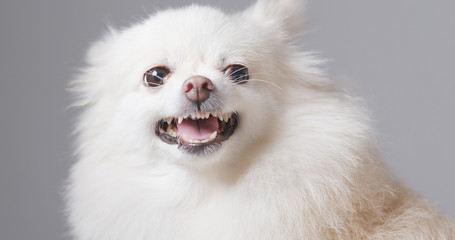 Obraz premium Barking Pomeranian dog