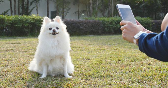 Taking photo on Pomeranian dog in city park