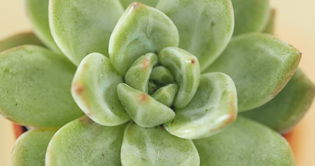 Green Succulents plant close up