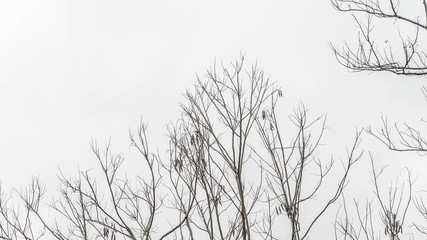 leafless branches in winter
