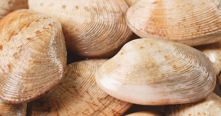 Uncooked clam seafood