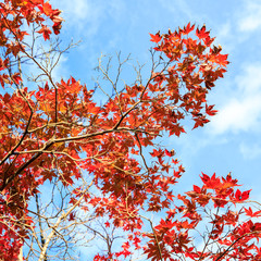 Falling autumn maple leaves with blue sky and clouds, Autumn season concept in Japan